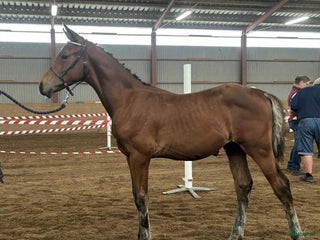 hästar Tävling & tränings kompis OBS sänkt pris! i Åseda - Annons 12