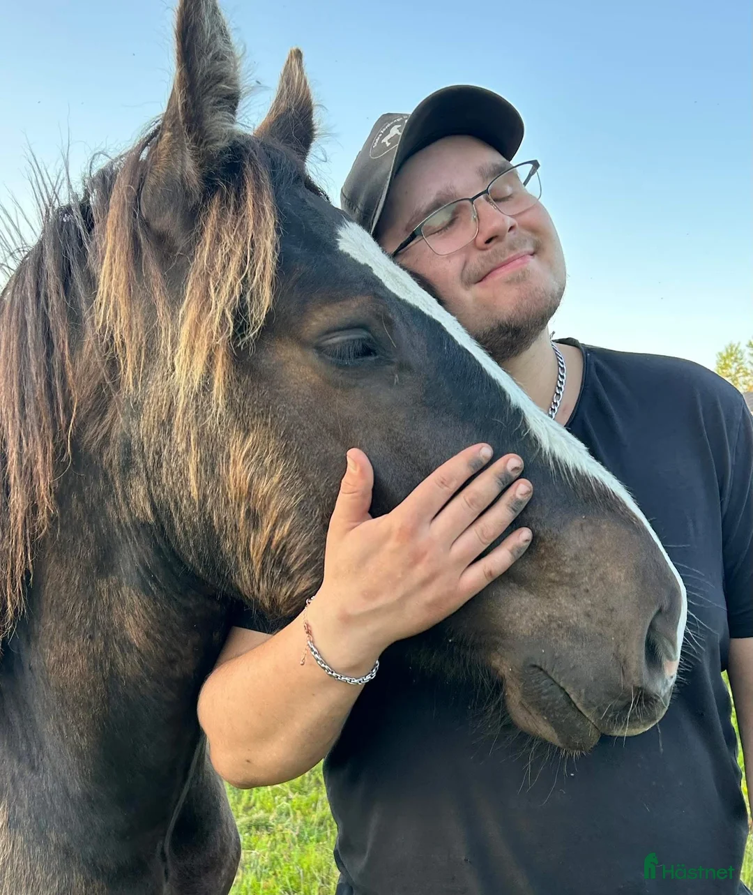 Allround hästar till salu: Svart ardennerhingst - Annons 2