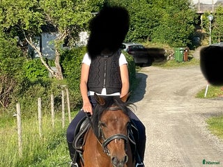 hästar B- ponny - Annons 2