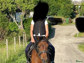 hästar B- ponny - Annons 16