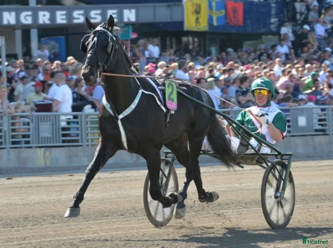 Trav hästar till salu: Betäckningsrätt 2026 i Panne de Moteur i Solna - Annons 1