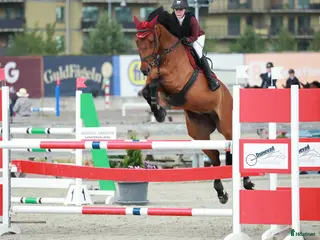 hästar Topphäst Children Tillfälle!!! - Annons 6