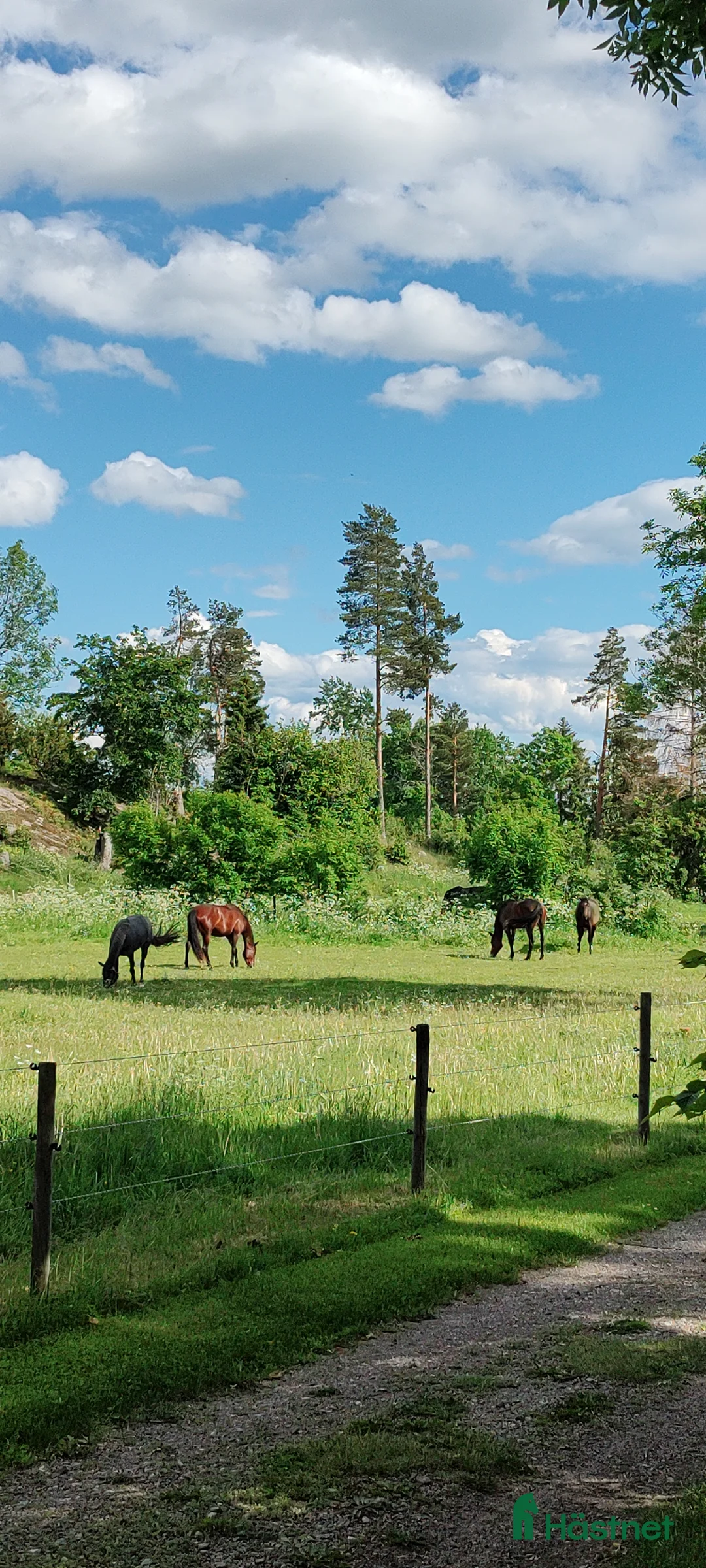  hästservice finnes: Sommarbete för ston och ston med föl - Annons 2