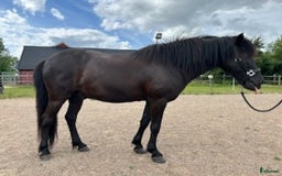 Island hästar till salu: Askur från Grönadal  i Häljarp - Bild 6