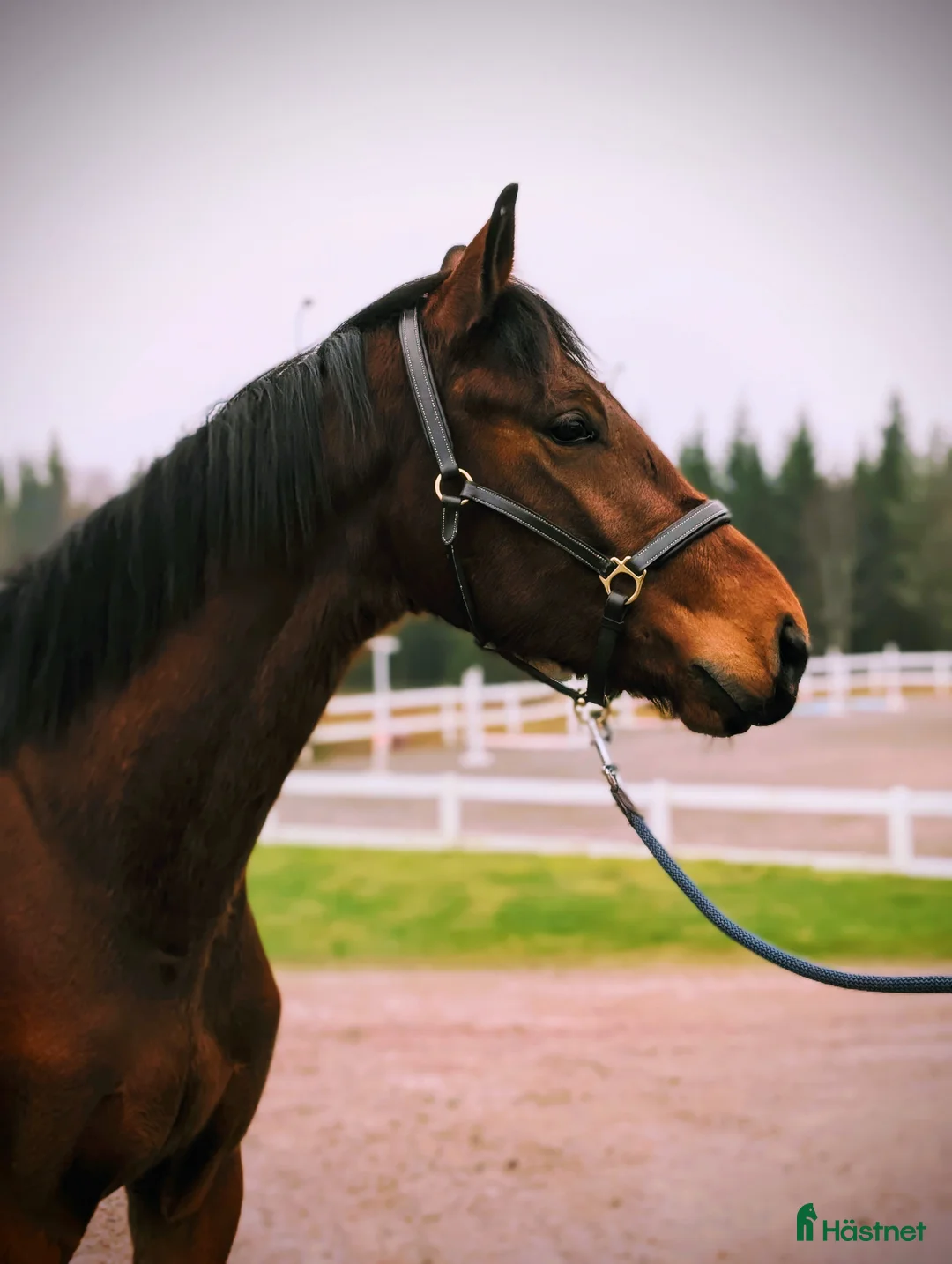 Hoppning hästar till salu: Vacker valack  - Annons 4