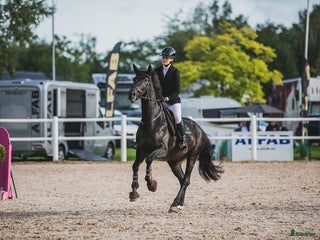 Hoppning hästar till salu: Sportig hopp- eller dressyrhäst i Jonstorp - Annons 1