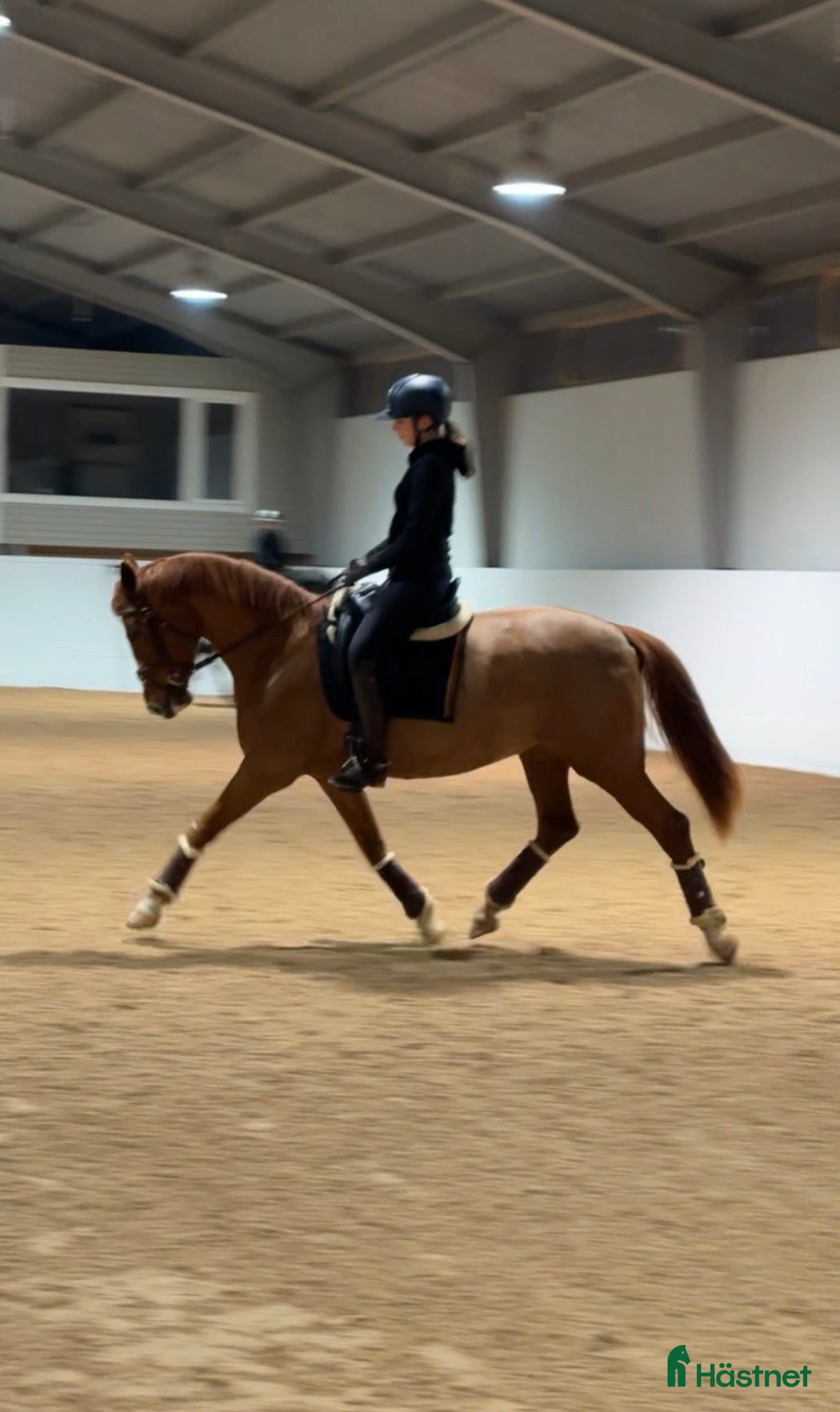  hästar Kvalitetssto e: Quaterhit HÖG Ridbarhet - Annons 15