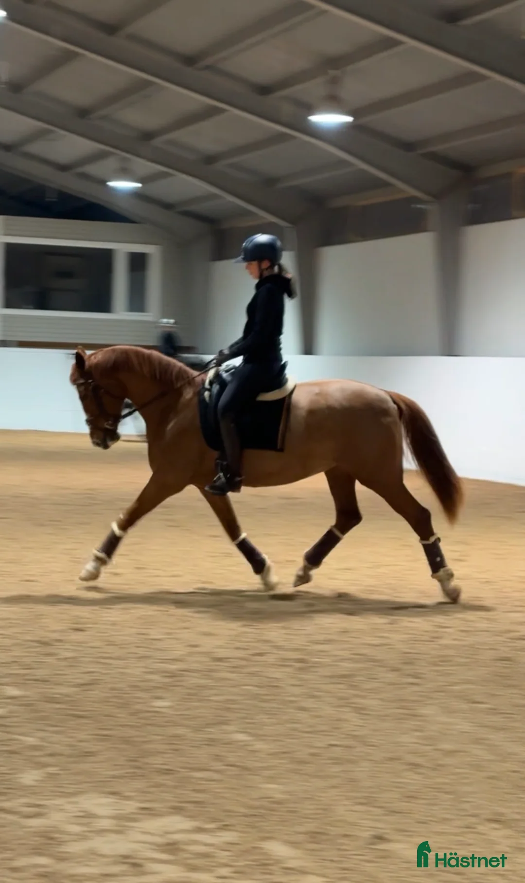 Dressyr hästar till salu: Kvalitetssto e: Quaterhit HÖG Ridbarhet - Annons 1