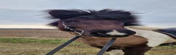 Island hästar till salu: Härligt sto med energi!  - Annons 6