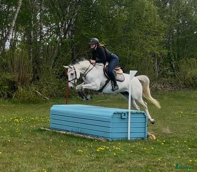  hästar Perfekt läromästare/ Mor/dotter  - Annons 7