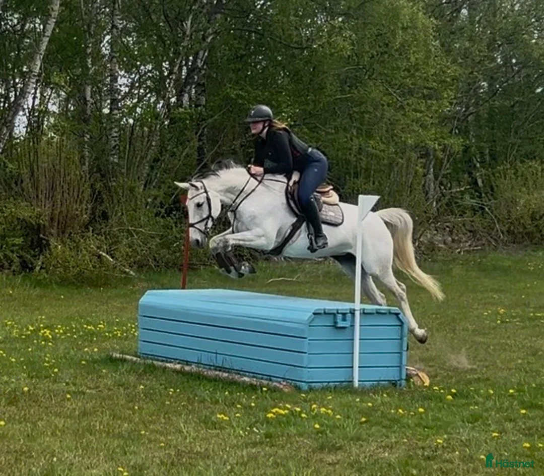 Allround hästar till salu: Perfekt läromästare/ Mor/dotter  i Billesholm - Annons 1