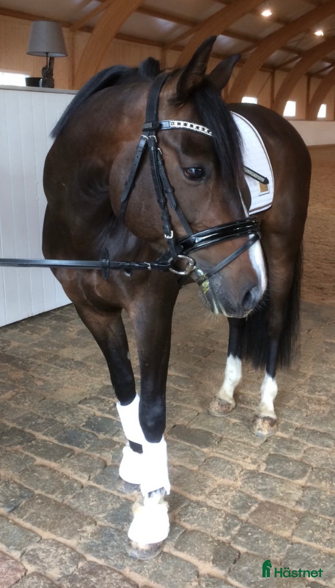  hästservice finnes: Tillridning och inridning av ponny i Stockholm 🌟 i Kista - Annons 2