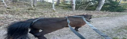 Allround hästar till salu: Mysig 2-års hingst - Annons 4