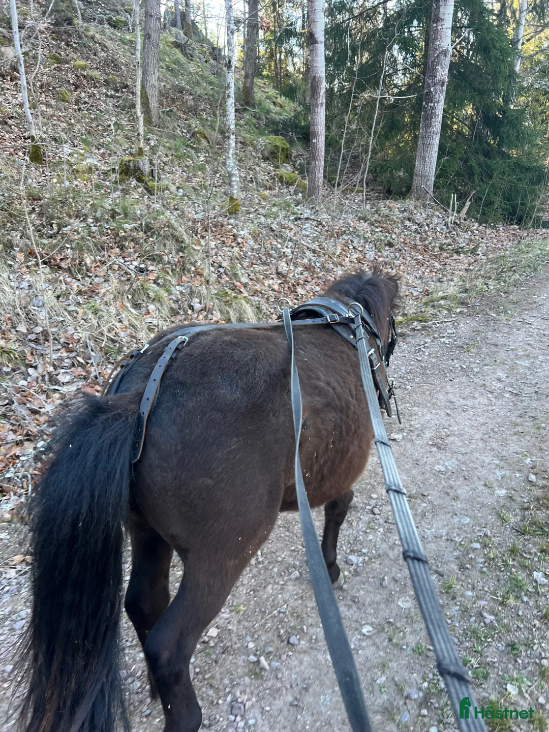 Allround hästar till salu: Mysig 2-års hingst - Annons 4