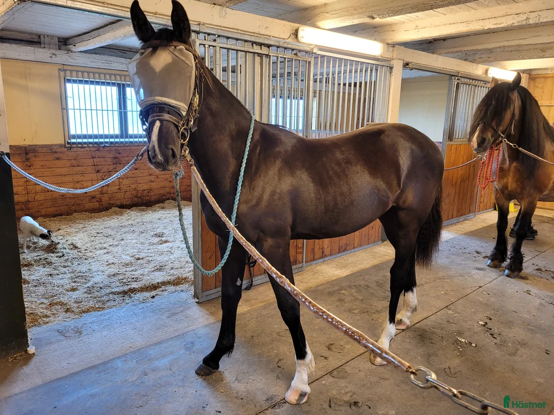 Allround hästar till salu: 2-årig social kille  - Annons 3