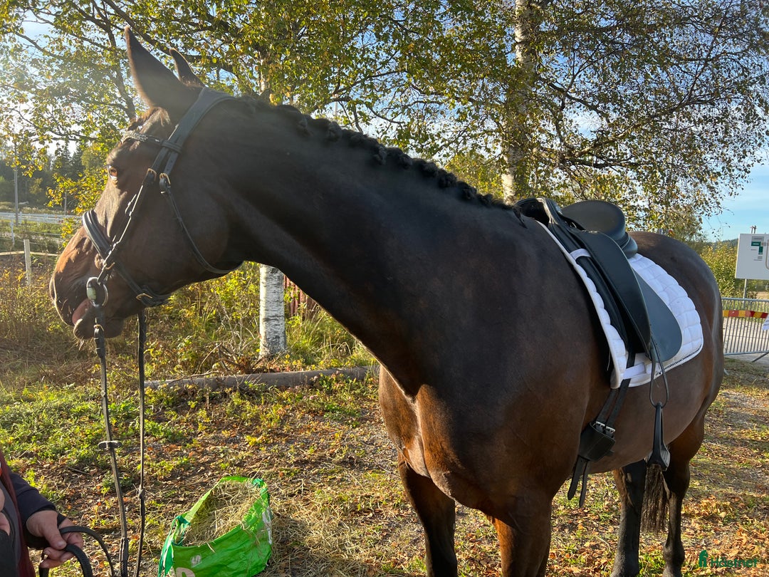 Allround hästar till salu: Ridtravare söker ett för alltid hem i Sundsvall - Annons 3