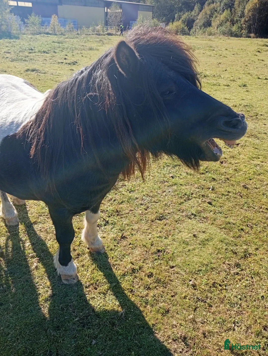 Allround hästar till salu:  Hingsten conny i Östra Frölunda - Annons 4