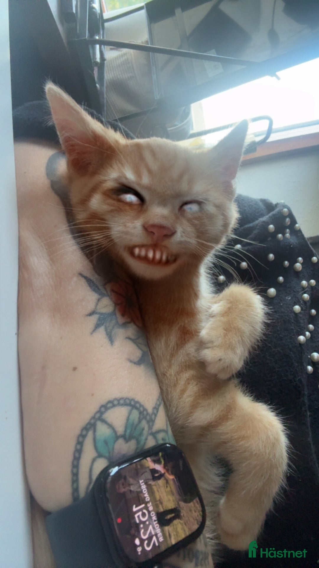  stallplats finnes: Boxplats sökes Ängelholm  i Össjö - Annons 1