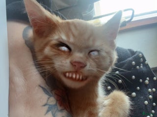 stallplats finnes: Boxplats sökes Ängelholm i Össjö - Annons 1