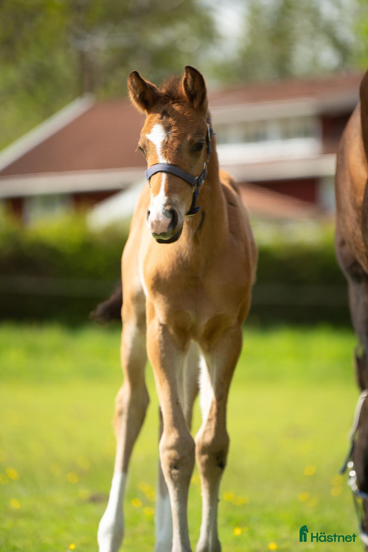  hästar Charlie, en hingst för framtiden - Annons 1