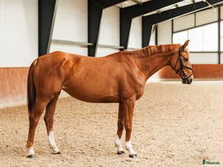 hästar Stunning mare for showjumping/ dressage/hobby - Annons 6