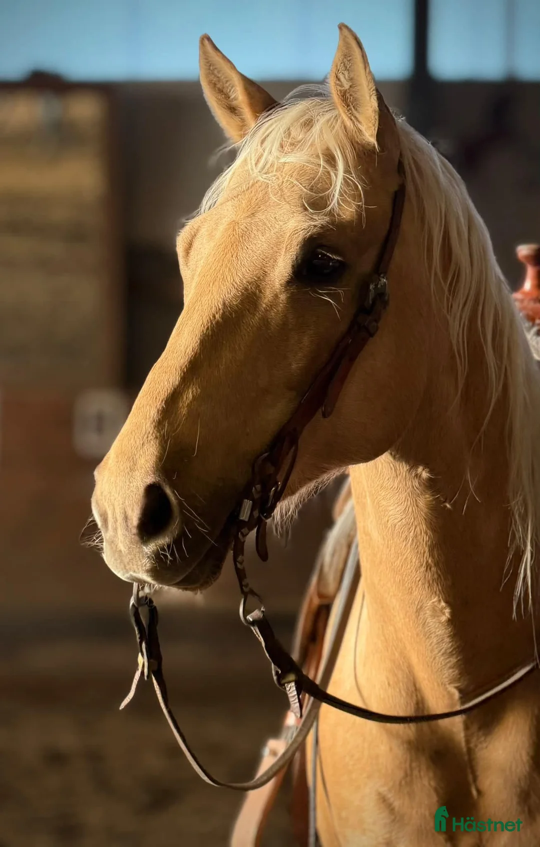 Western hästar till salu:  Reining Quarter Tashina Creek i Löberöd - Annons 2