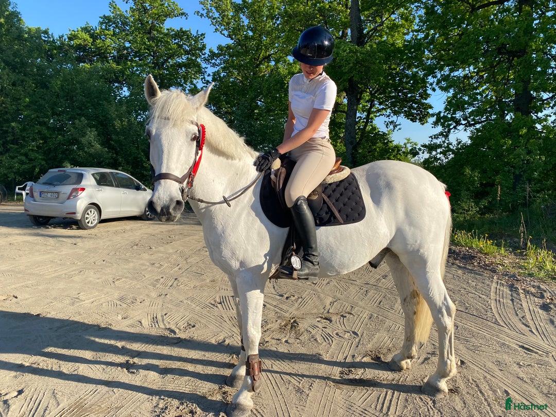 Allround hästar till salu: Självsäker mor- och dotterhäst! i Lidköping - Annons 4