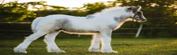 Allround hästar till salu: Fantastisk Irish cob hingstföl  - Annons 3