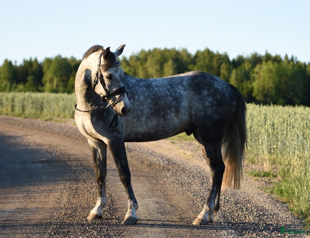  hästar ❤️ flera ponnyer söker nytt hem ❤️ - Annons 9