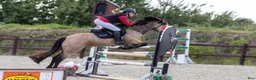 Hoppning hästar till salu: D pony til salg - Annons 3