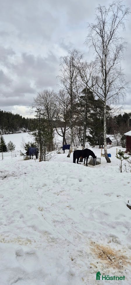  stallplats finnes: Stallplats i Tullinge för sto som klarar bete - Annons 4