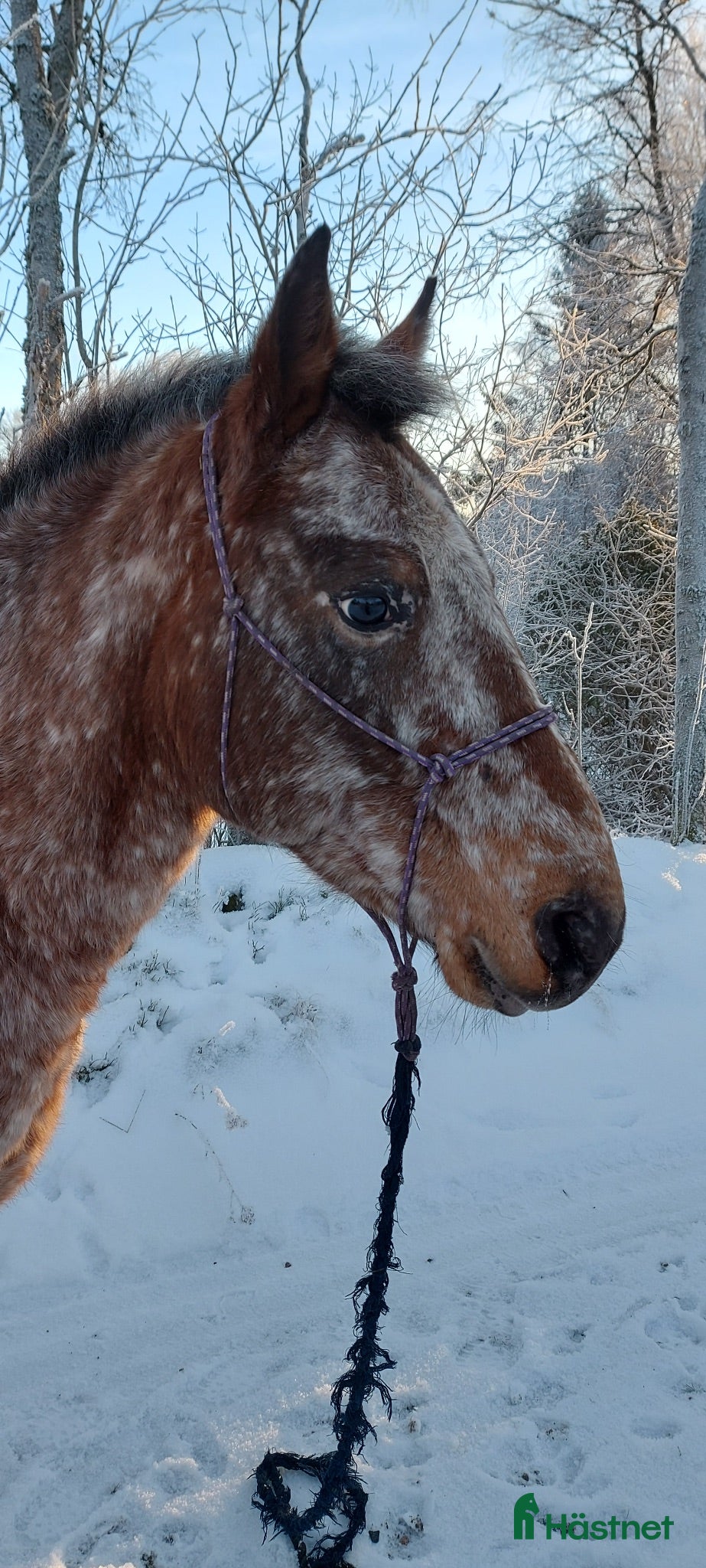  hästar Stabilt sto för hela familjen - Annons 2