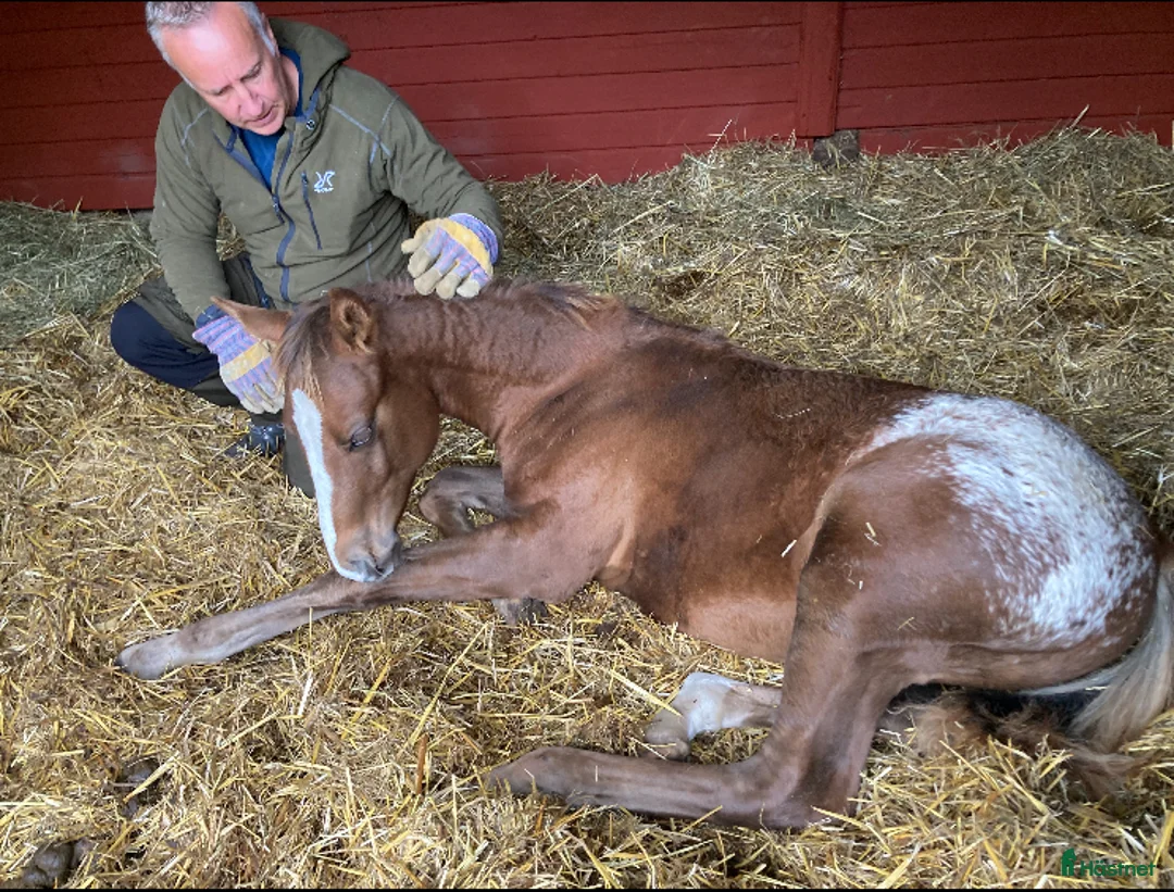 Allround hästar till salu: Appaloosa hingstföl i Fågelmara - Annons 3