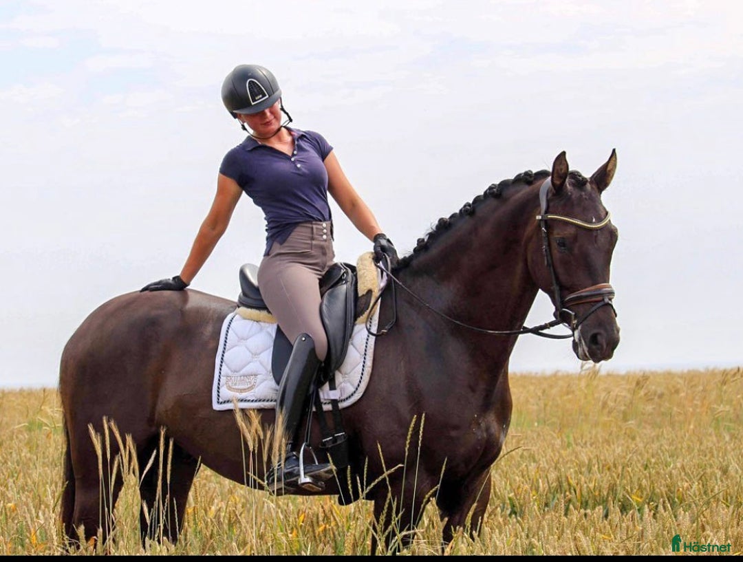  hästservice finnes: Hästutbildare finnes! i Braås - Annons 3