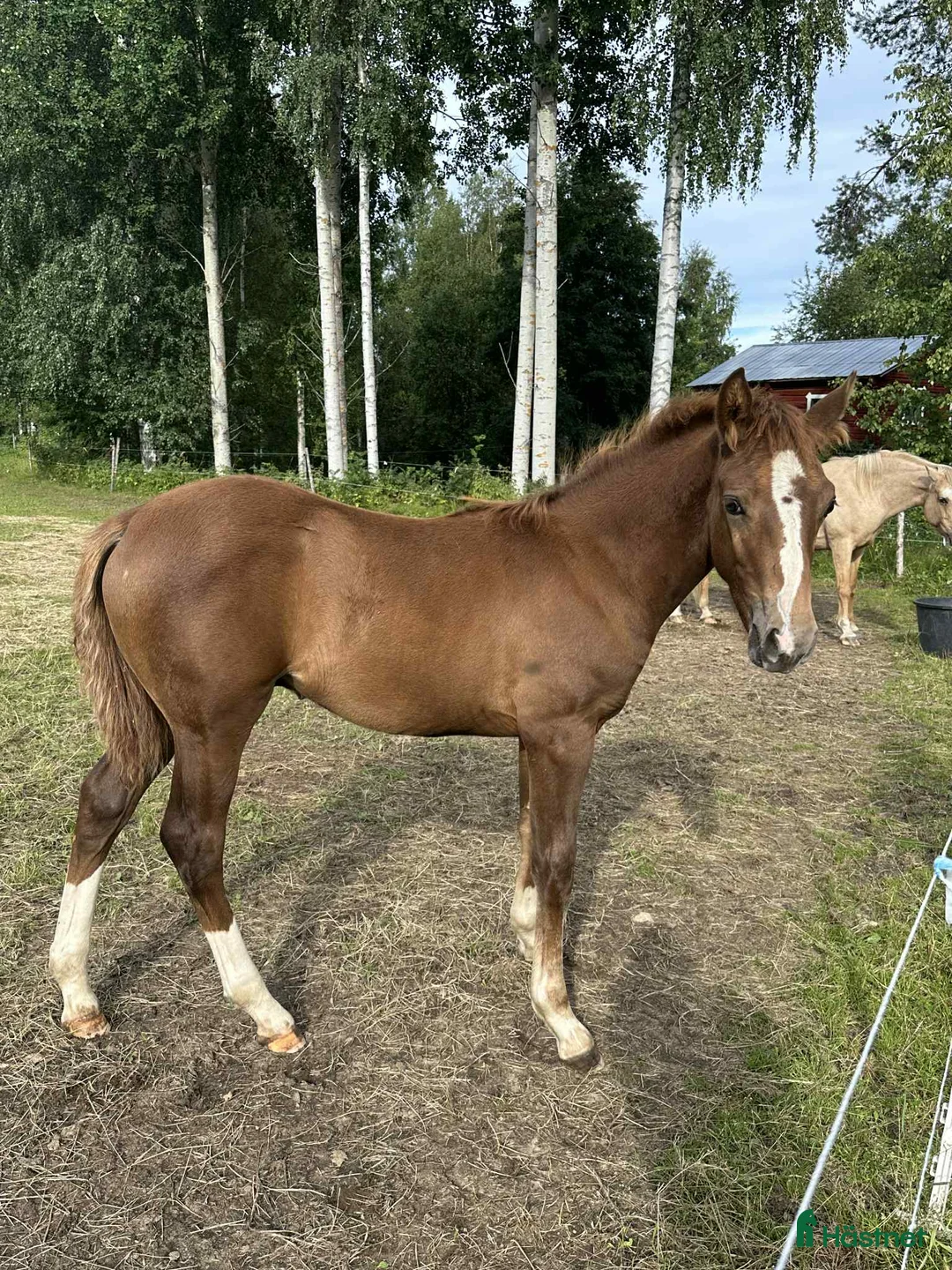 Allround hästar till salu: Mosslunda POMMAC (morgan/connemara) i Skellefteå - Annons 2