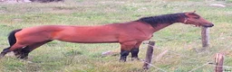Dressyr hästar till salu: Ädelt välstammat 3-årigt dressyrsto - Annons 5