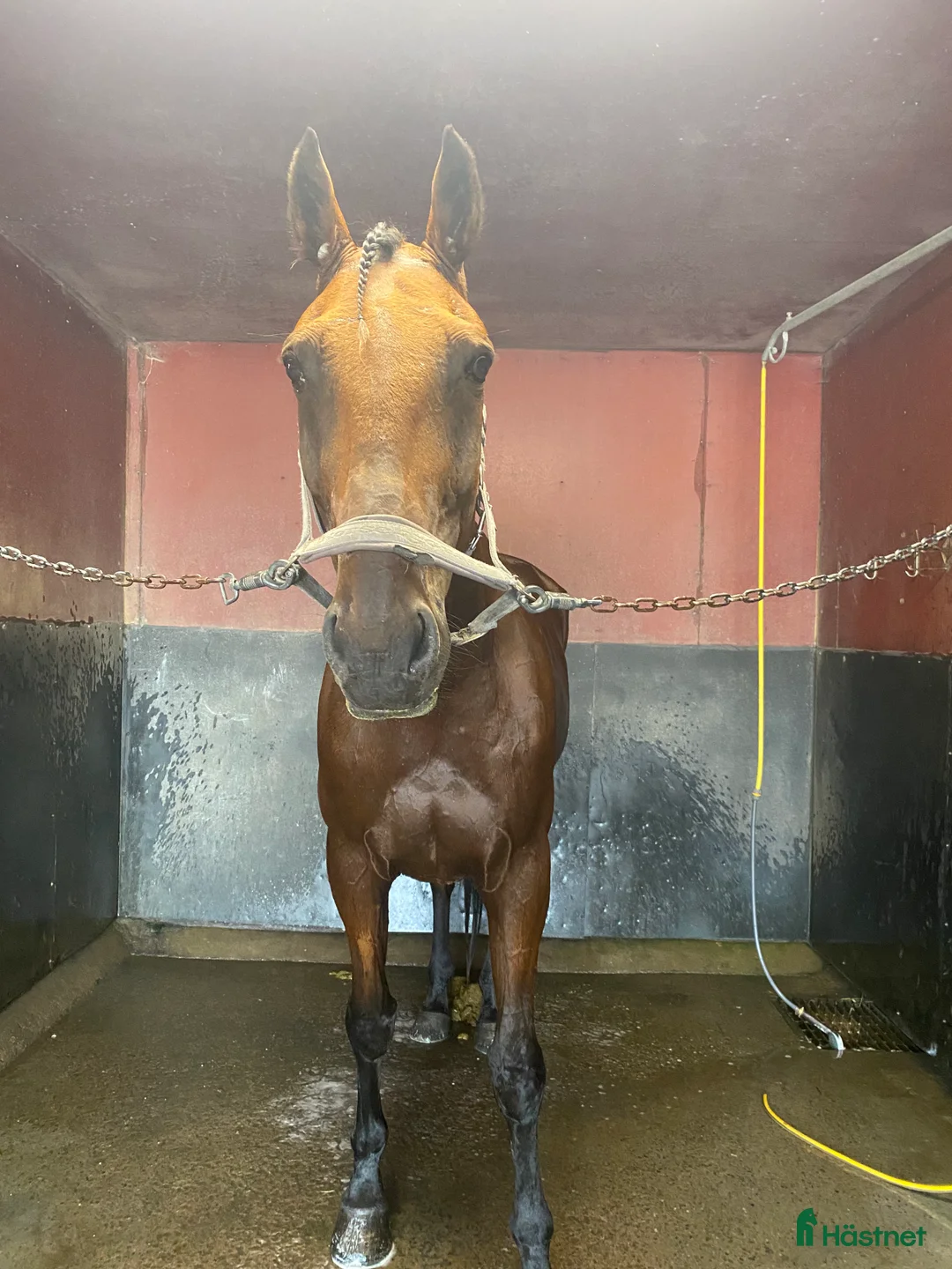 Sällskap hästar till salu: Duke ratzeputz  i Timrå - Annons 6