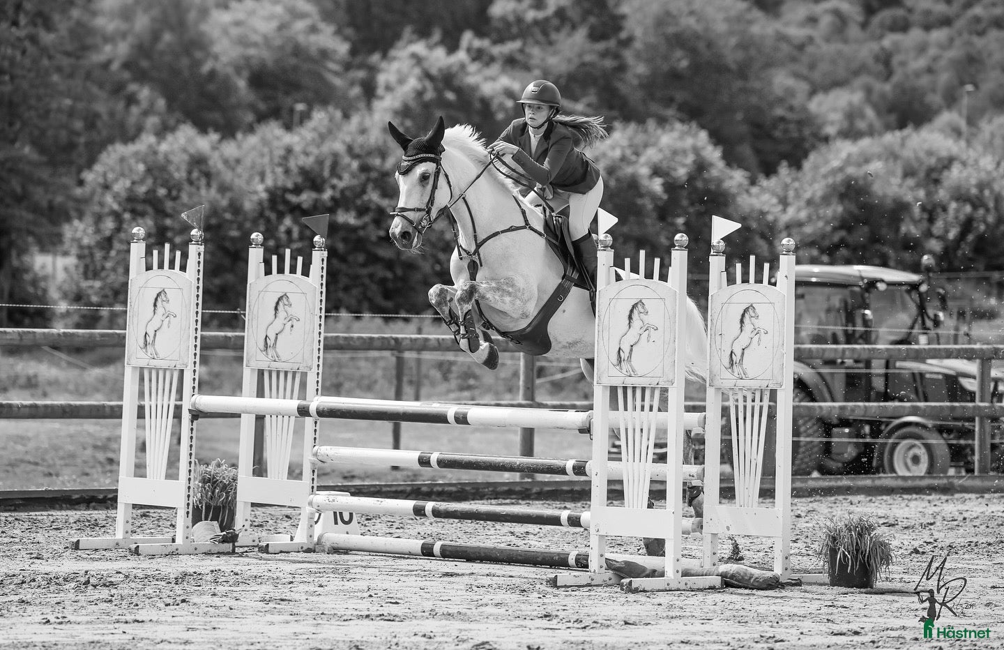 Hoppning hästar till salu: Cardento- sto med stor kapacitet - Annons 1