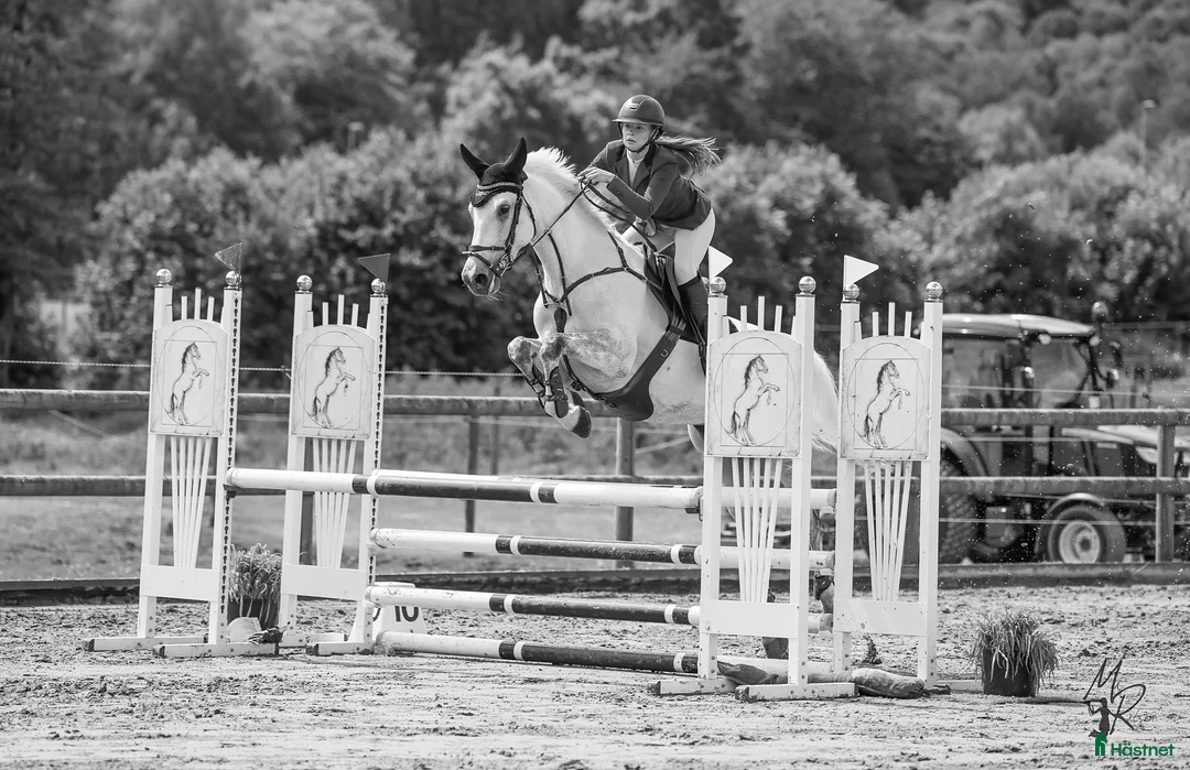 Hoppning hästar till salu: Cardento- sto med stor kapacitet - Annons 1