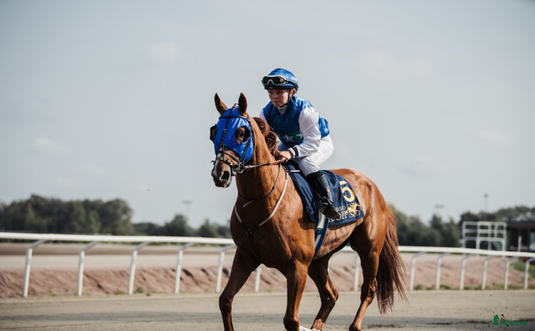  hästar i Blentarp - Annons 5