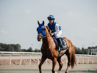 hästar i Blentarp - Annons 2