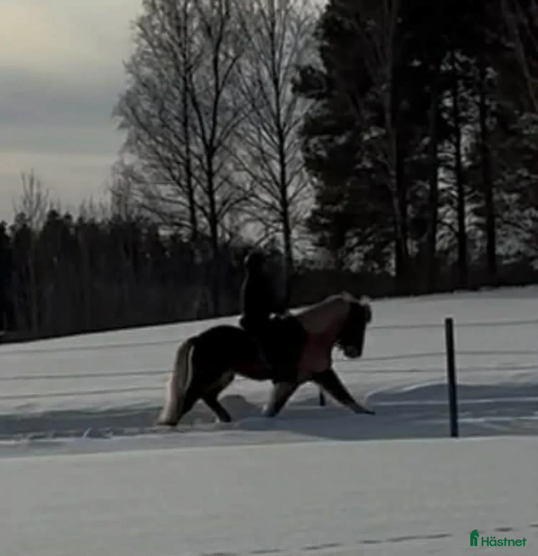 Island hästar till salu: Välutbildad Valack f-18 - Annons 2