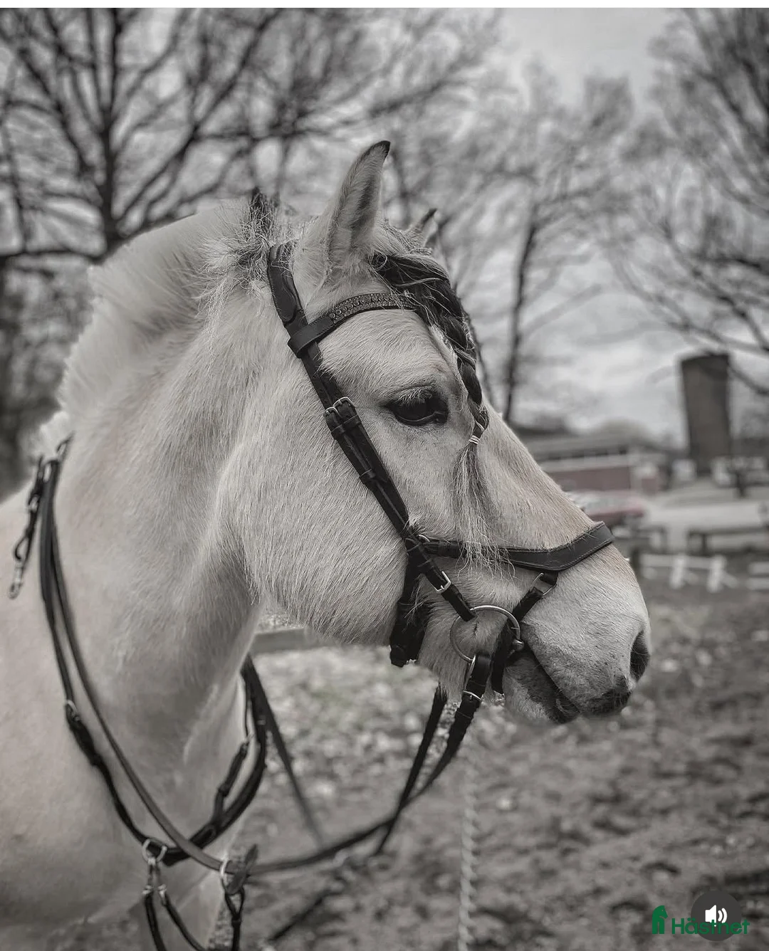 medryttarhäst finnes: Dressyr intresserad ryttare sökes till Fjording i Västerhaninge - Annons 5