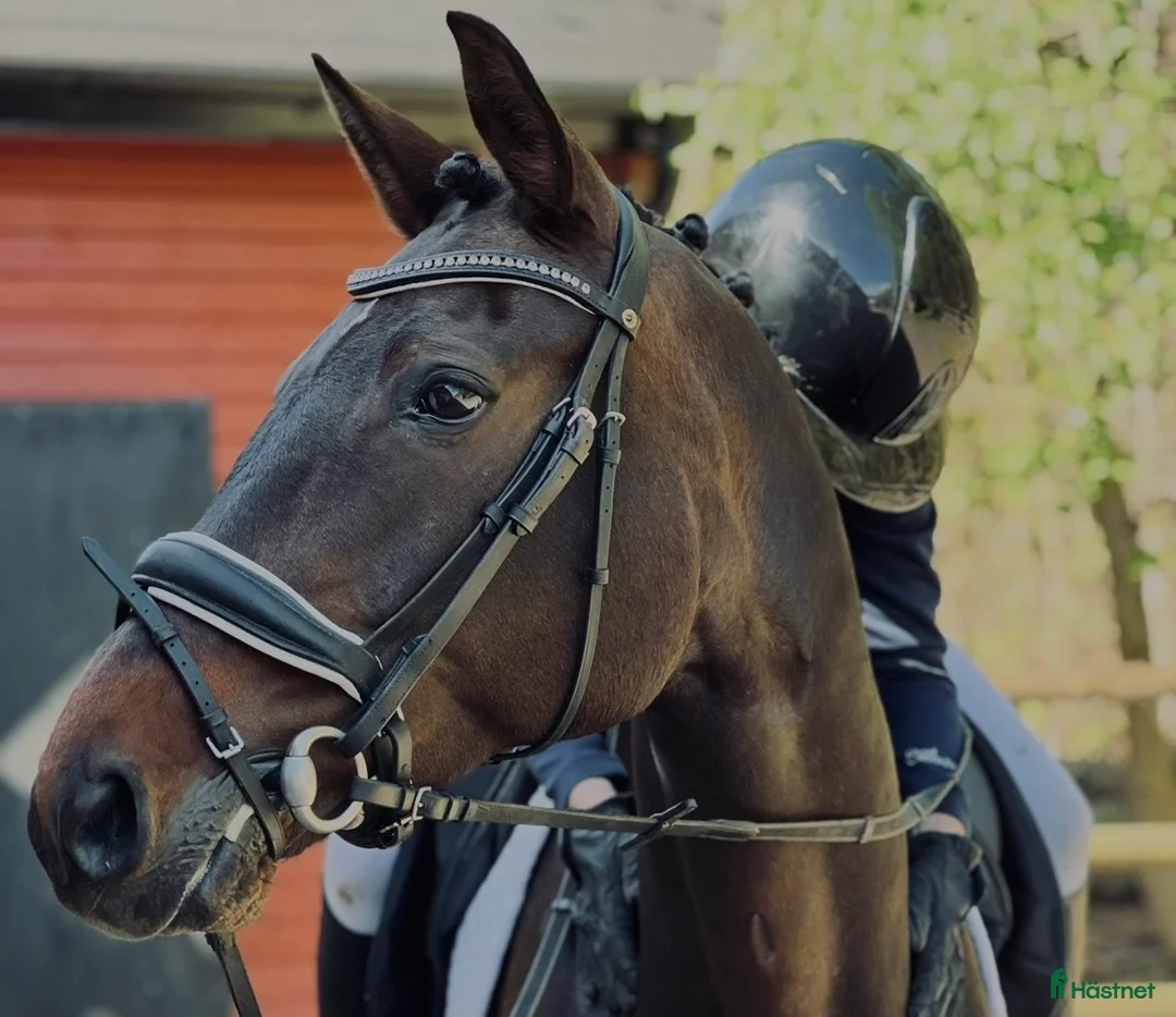 Dressyr hästar till salu: Adelphie - Hästen med ett hjärta av guld - Annons 1