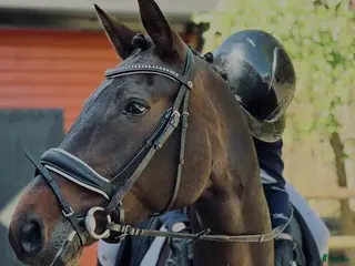 hästar Adelphie - Hästen med ett hjärta av guld - Annons 2