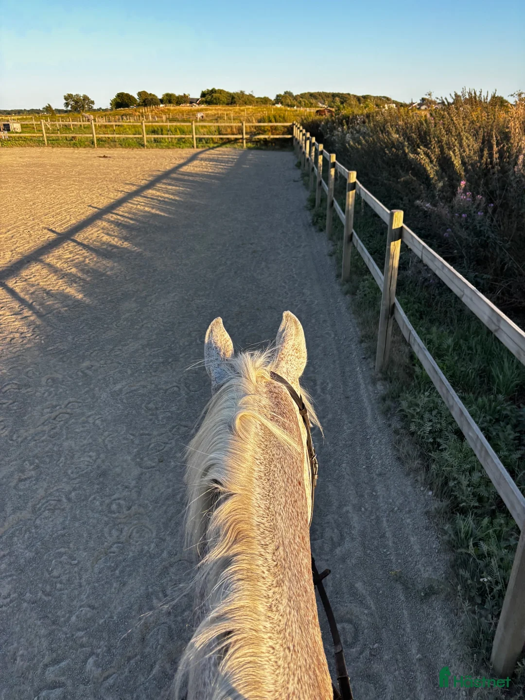  stallplats finnes: Lediga stallplatser  - Annons 2