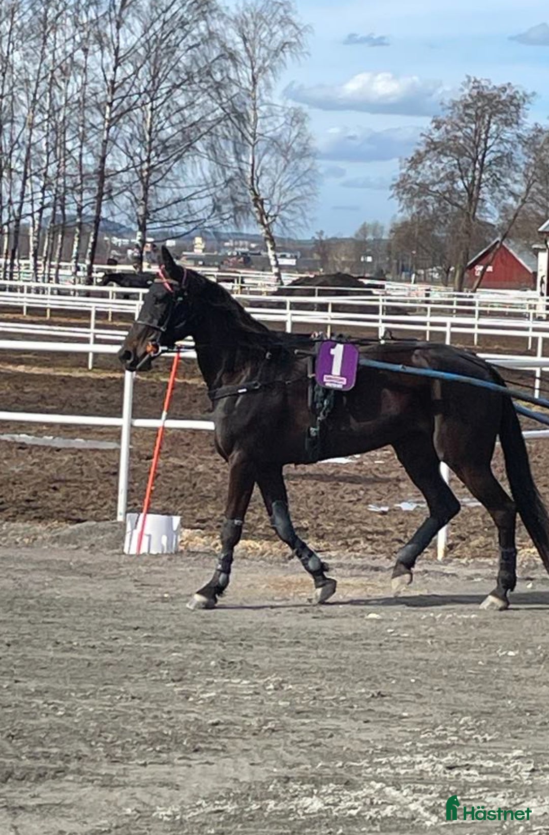 Allround hästar till salu: Hybrid Speed och Ninja Star i Borlänge - Annons 4