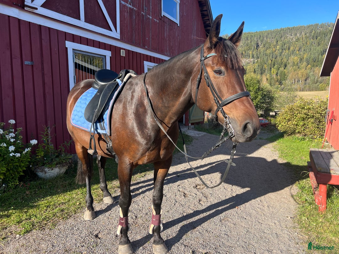 Allround hästar till salu: Ridtravare söker ett för alltid hem i Sundsvall - Annons 2