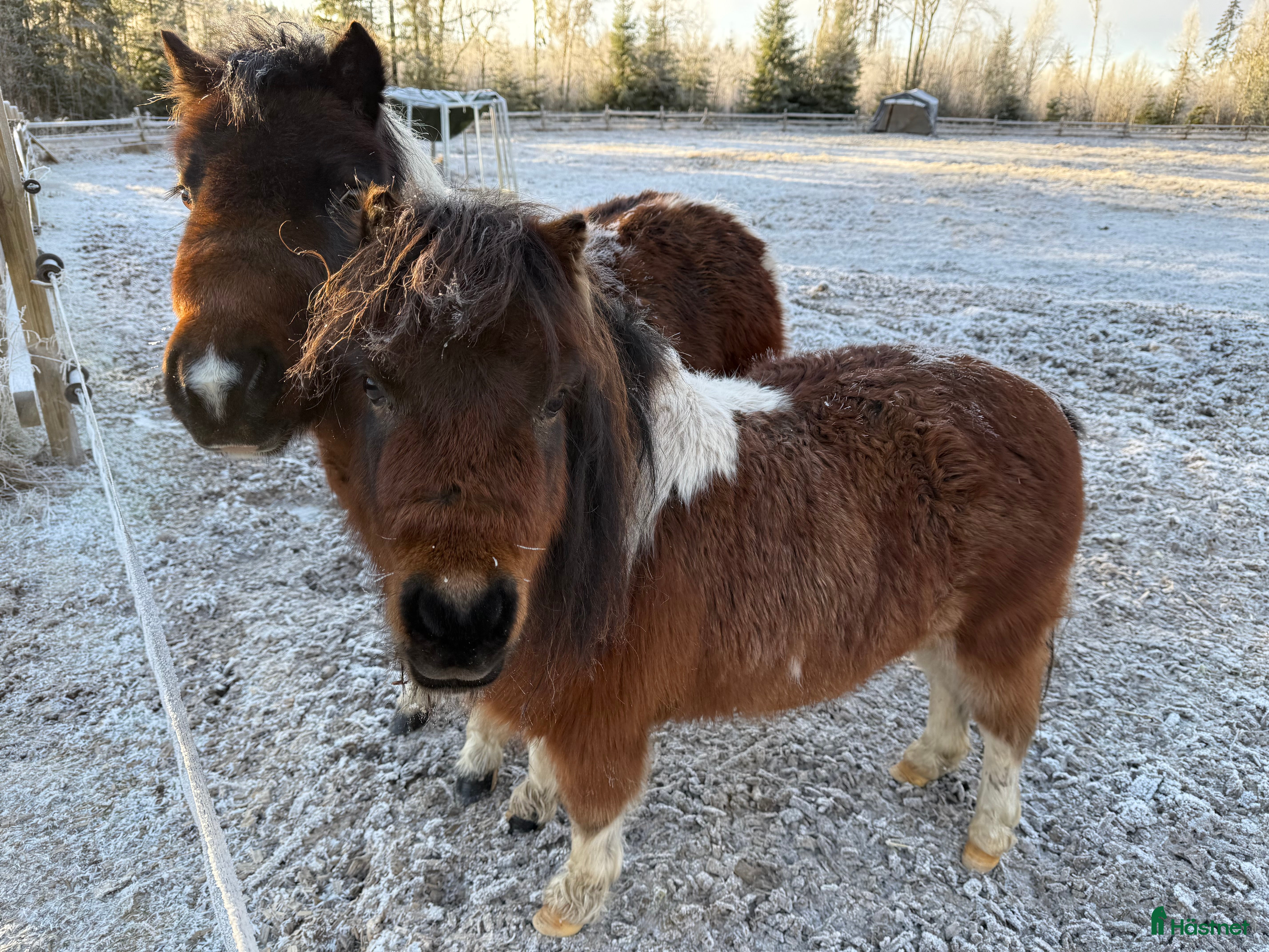  hästar Två jätte söta miniatyrhästar  i Ekshärad - Annons 1