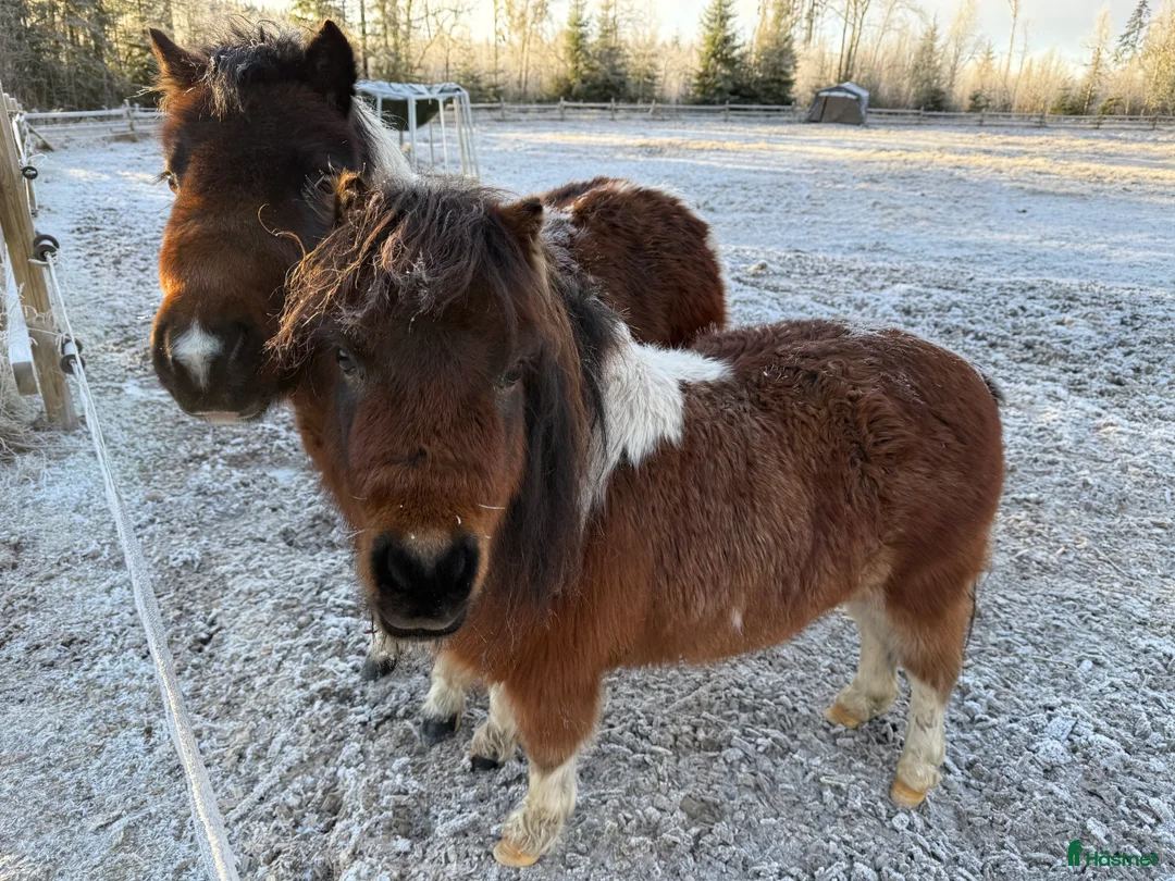 Allround hästar till salu: Två jätte söta miniatyrhästar  - Annons 1